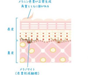 メラニン色素とは お肌を守るために働いてくれる大切なもの シミ シワ たるみ などの肌悩みに対応するハイドロキノン配合基礎化粧品ドクターピュアラボ 公式ブログ